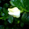 gardenia photo, gardenia blossom, gardenia bloom, cootchie